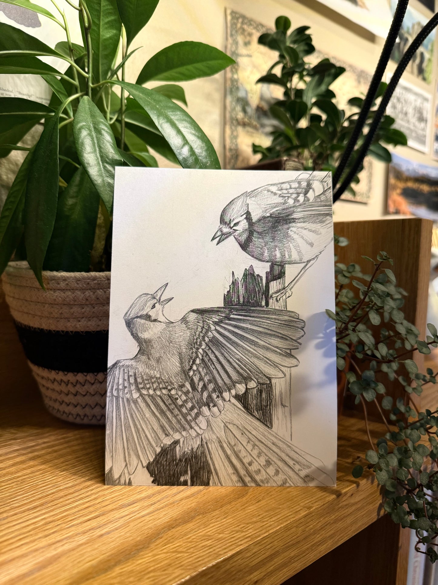 Bluejay Postcard