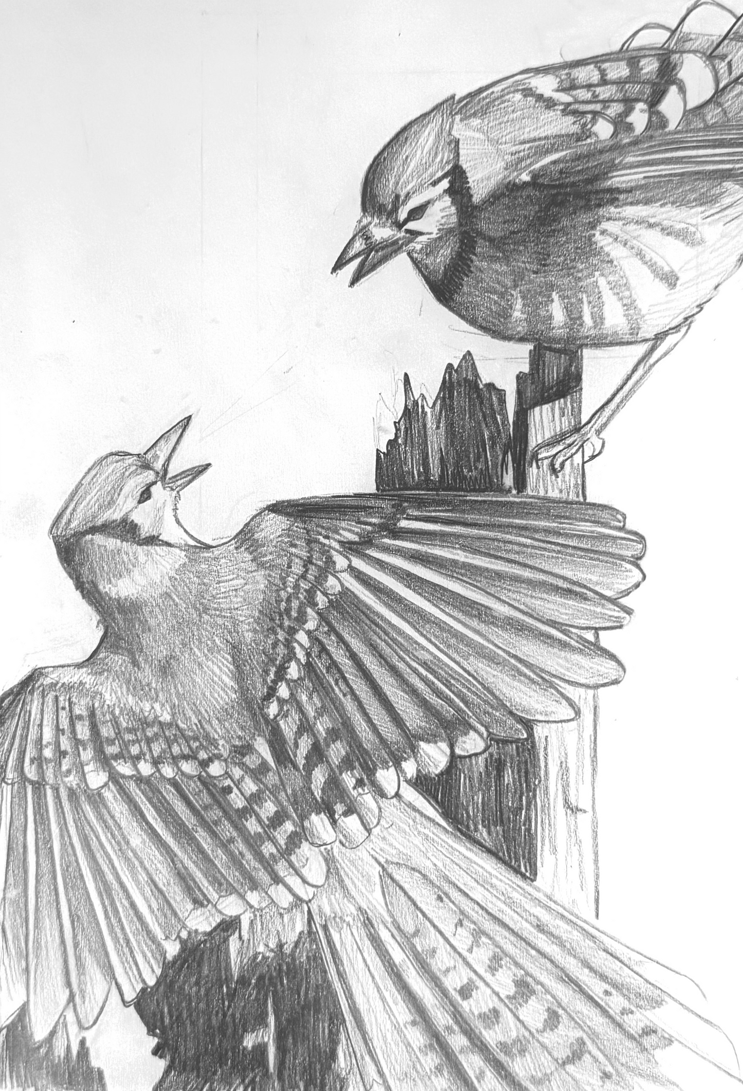 Bluejay Postcard
