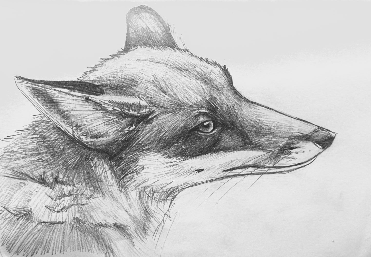 Fox Postcard